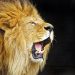 Roaring_Lion_Travis_Jervey