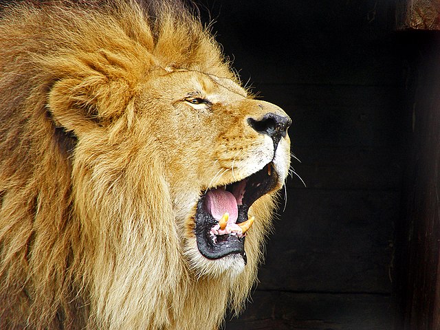 Roaring_Lion_Travis_Jervey
